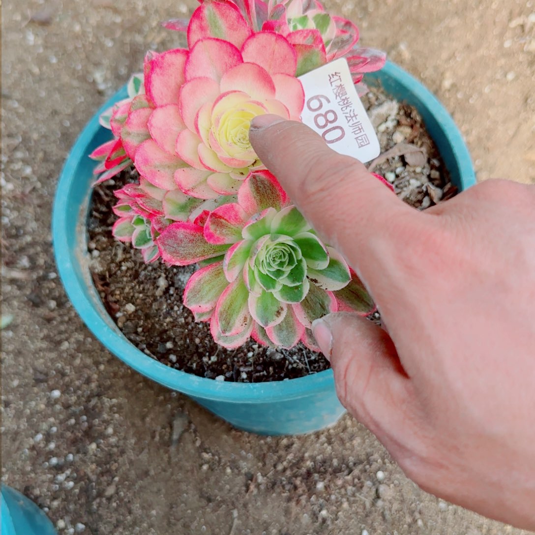 海鲜法师多肉680