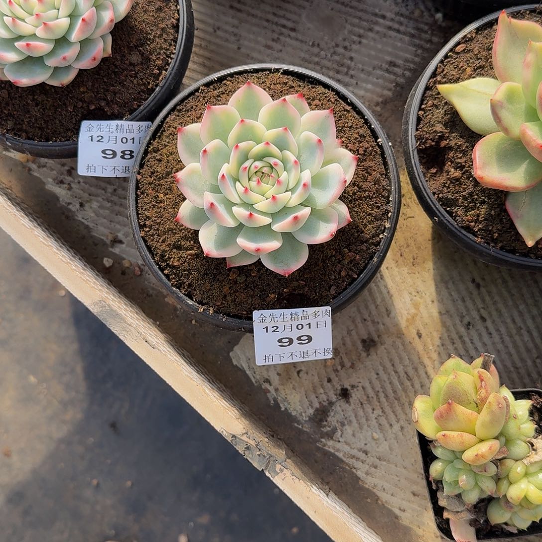 *****1201-99吉娃娃锦单头