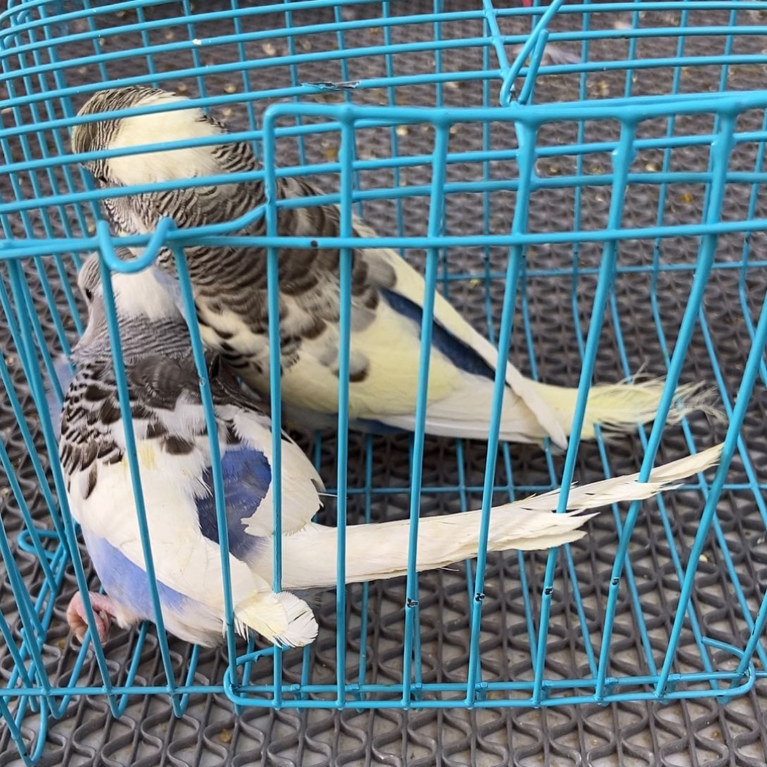 W***I虎皮鹦鹉虎皮鹦鹉