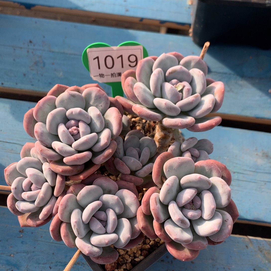 米雪老桩无砍一物一拍1019