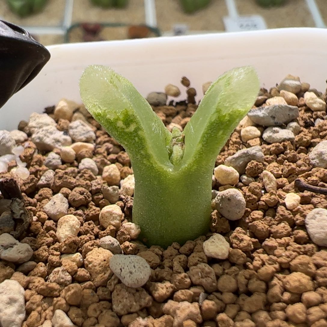 冰风铃一颗973。   