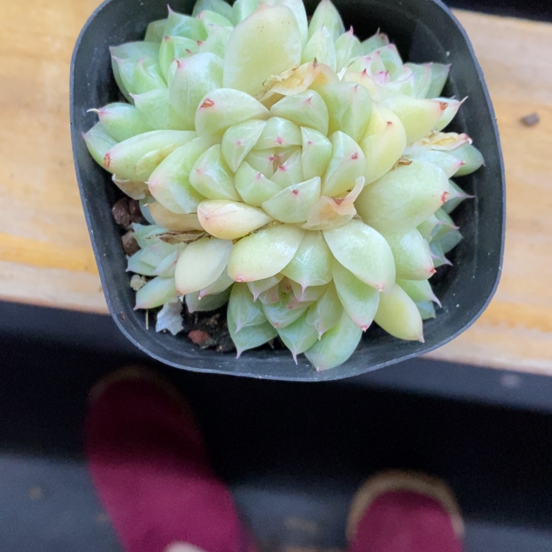 精品多肉一物一拍不包整45