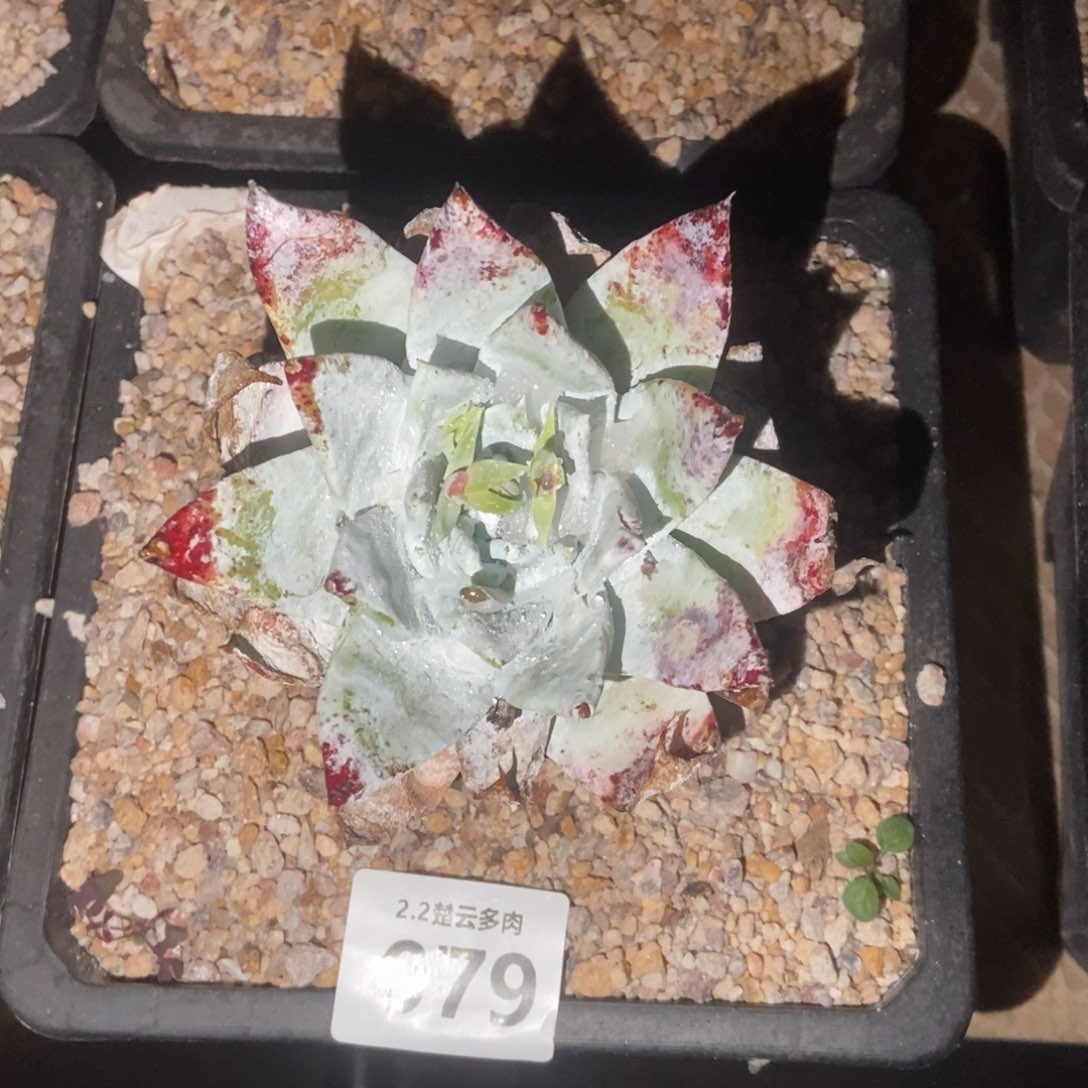 079多肉植物啦啦啦