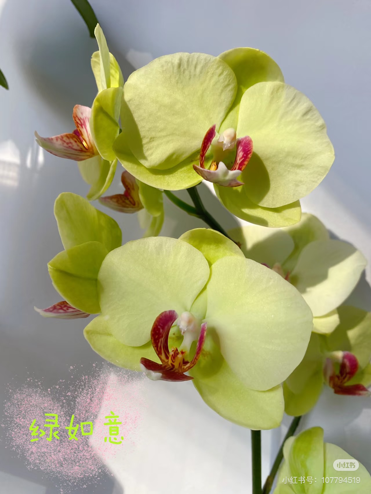 带剑《绿如意》2.8寸中大花型，根系好，任意凑满2棵起拍