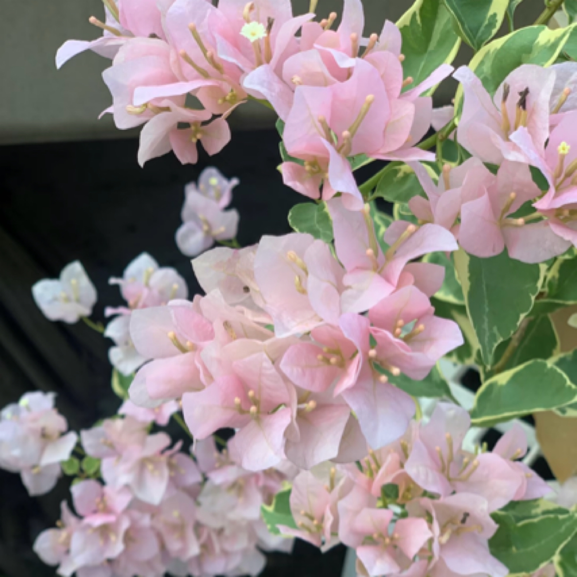 【小斑叶丽人】花叶三角梅四季勤花室外走廊四季开花好养绿植不带花