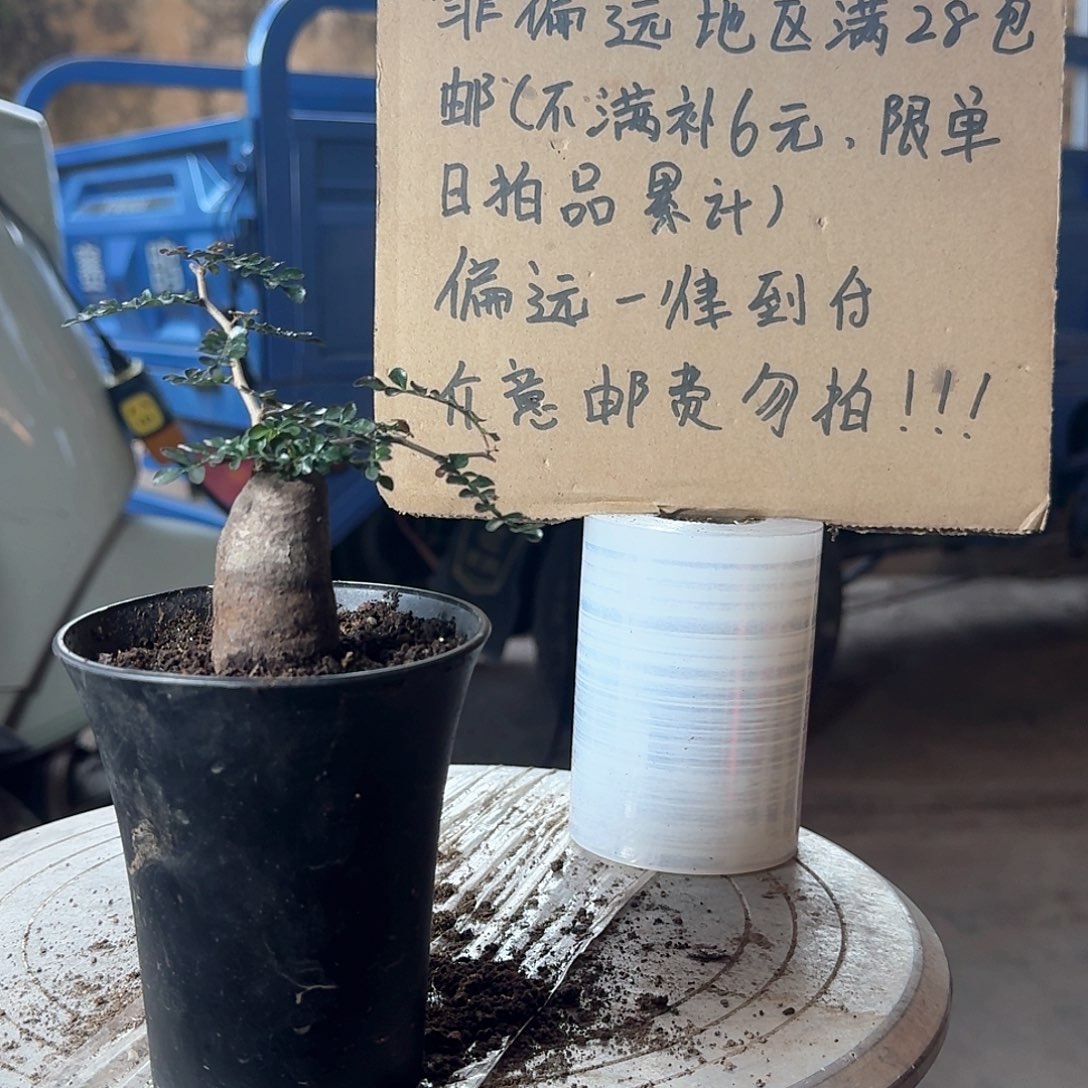 根插象足漆树一一