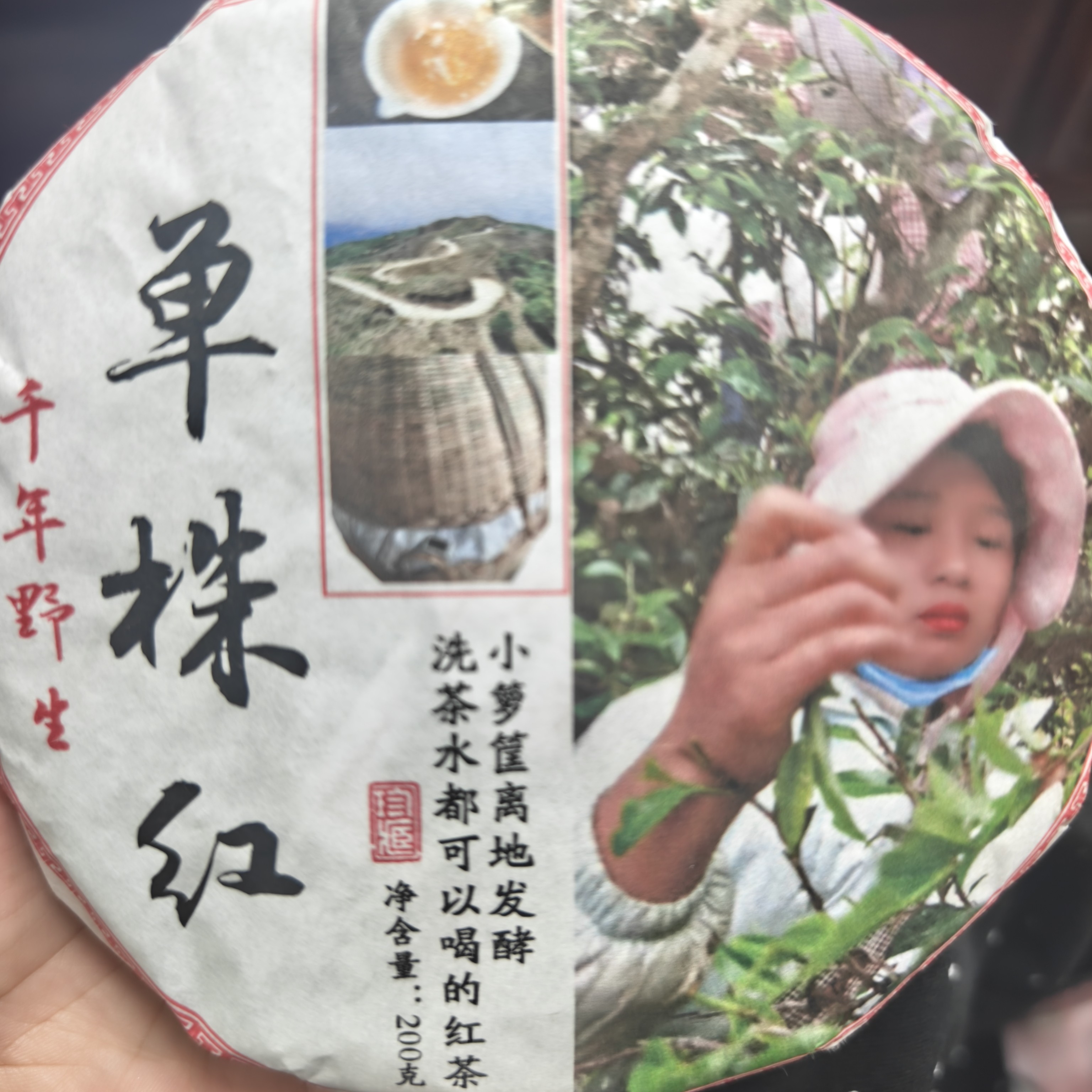 2025年世界古茶基因库白莺山千年纯野生古树红茶龙珠花果香野感足