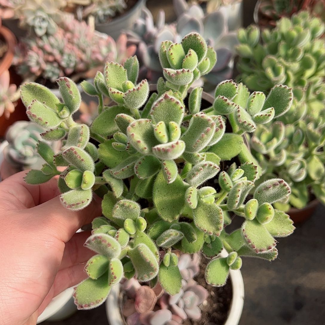 熊童子120杯整桩