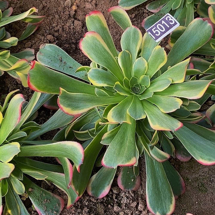 15013号特斯拉法师手捧