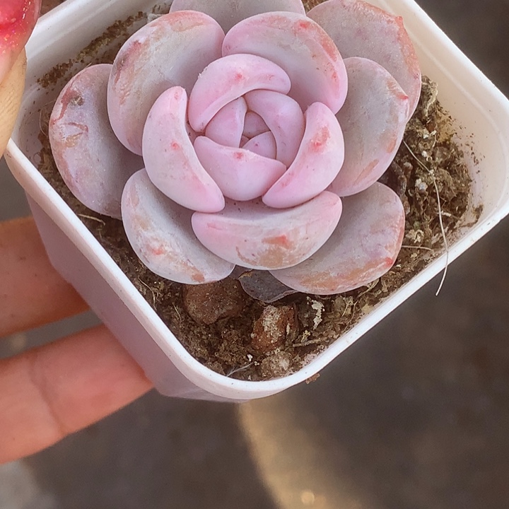 韩版 奶茶。单。（满9.99包邮不满9.99发叶子）