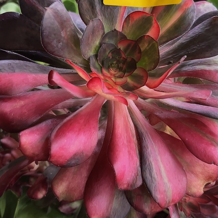 多肉植物福利163