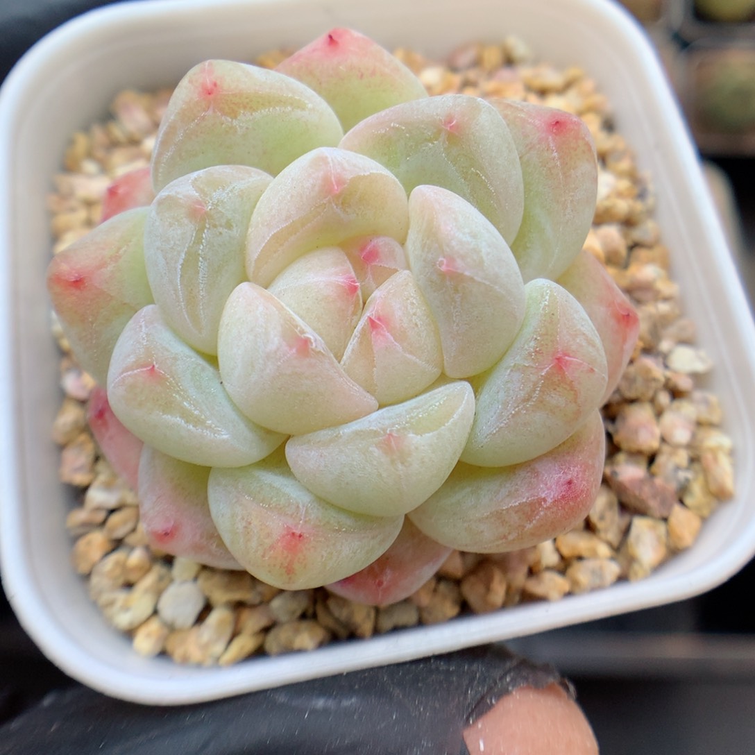 多肉植物。 糖心34