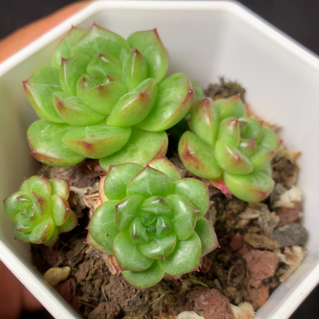 40 精品多肉一物一拍