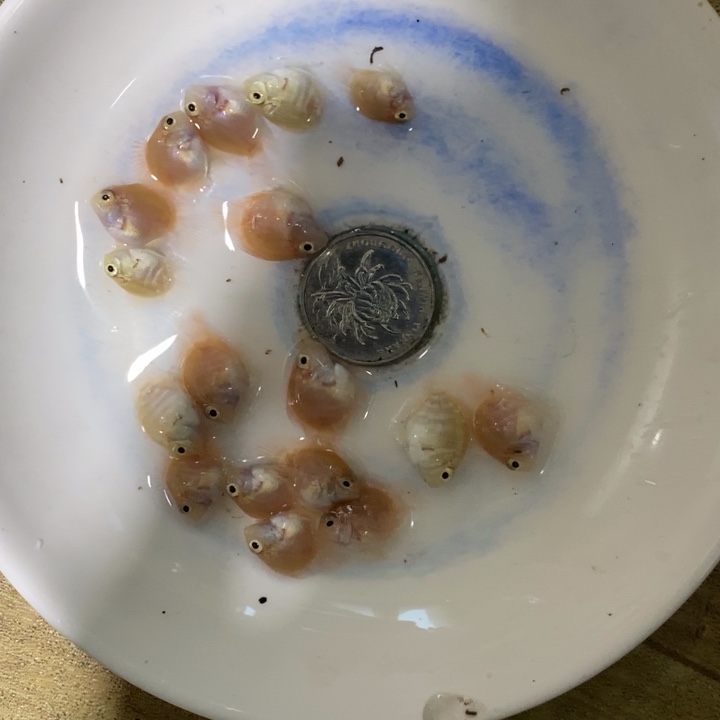 鹦鹉鱼一组八条送四条