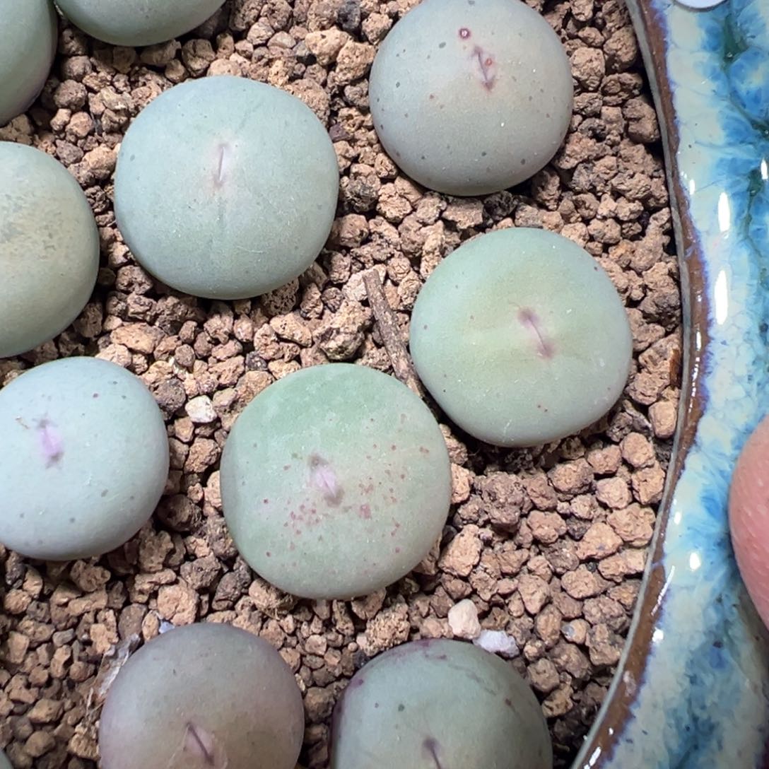 12-26量拍大型粉红嘴5颗