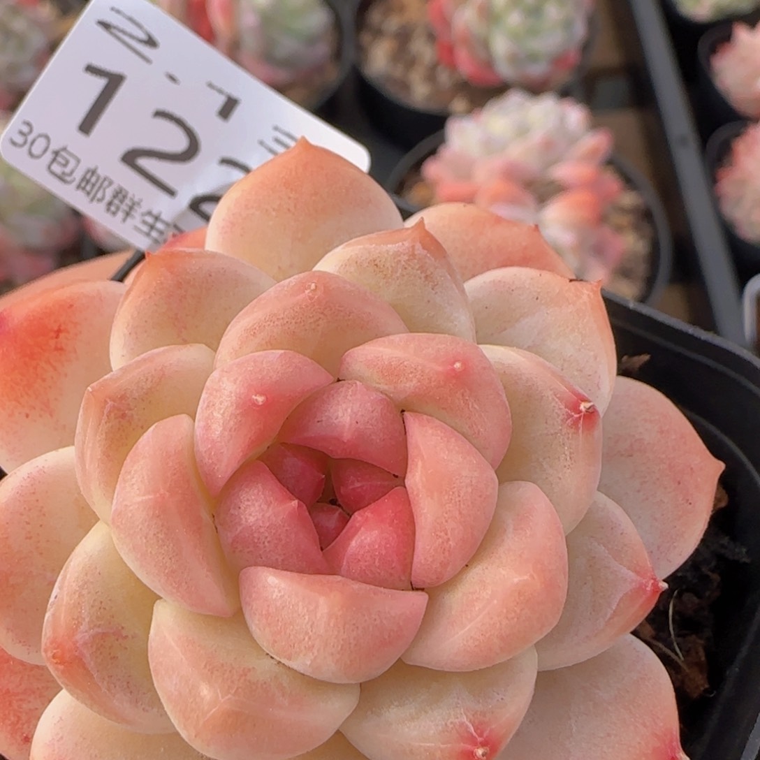 灯泡心圆脸珍妮单头一颗