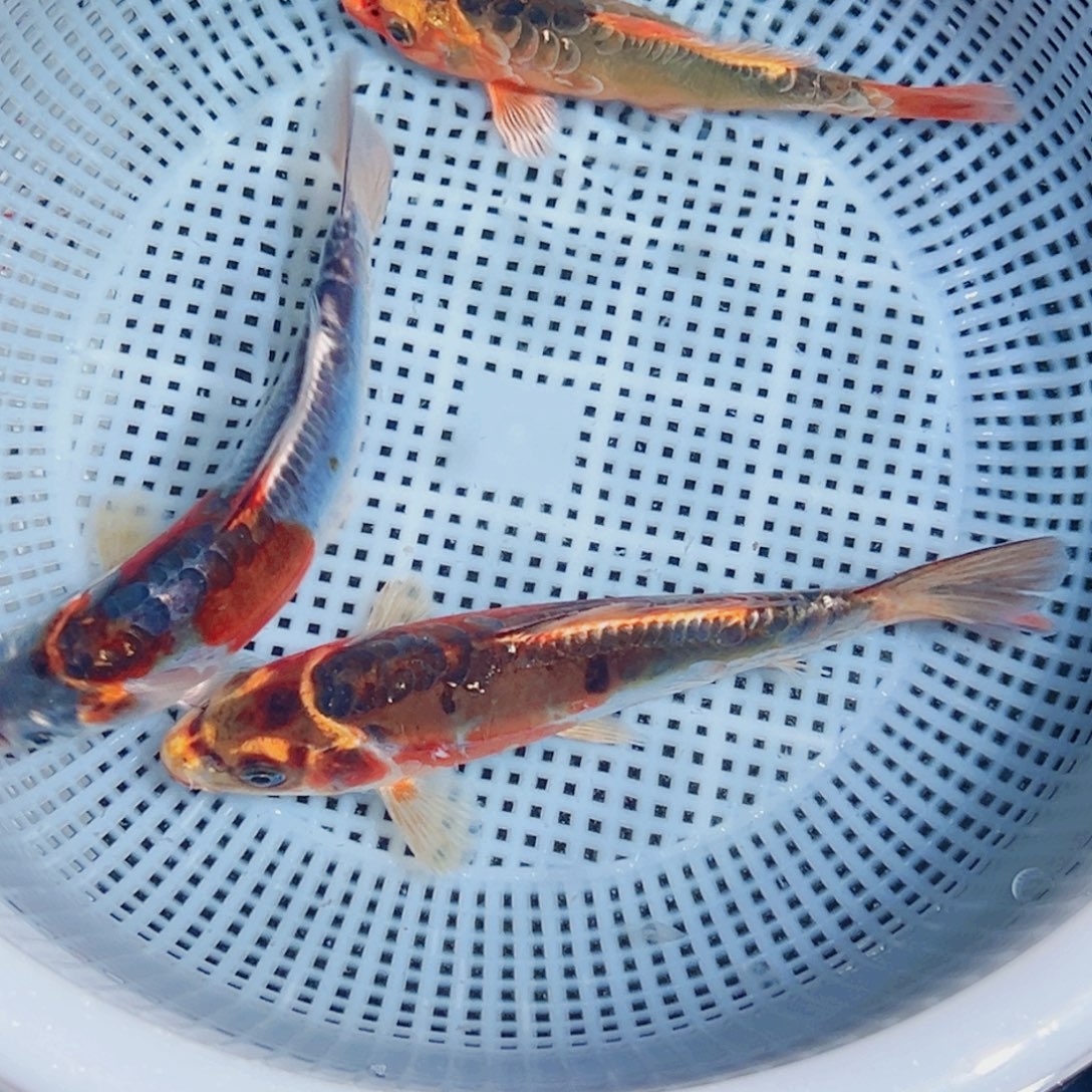 锦鲤锦鲤观赏鱼1111