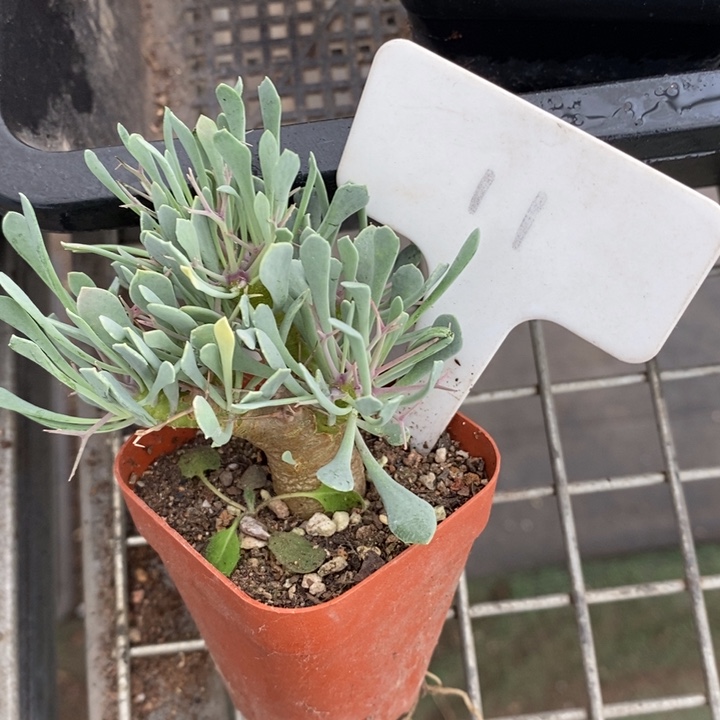 伯克利和格蕾纳等著名音乐家