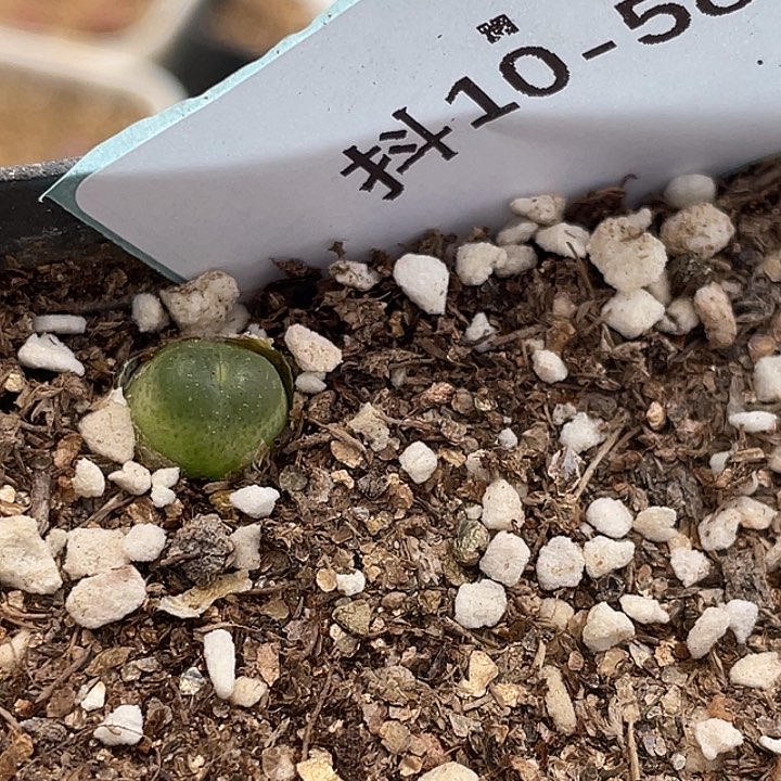 s***n10-58肉锥多肉植物