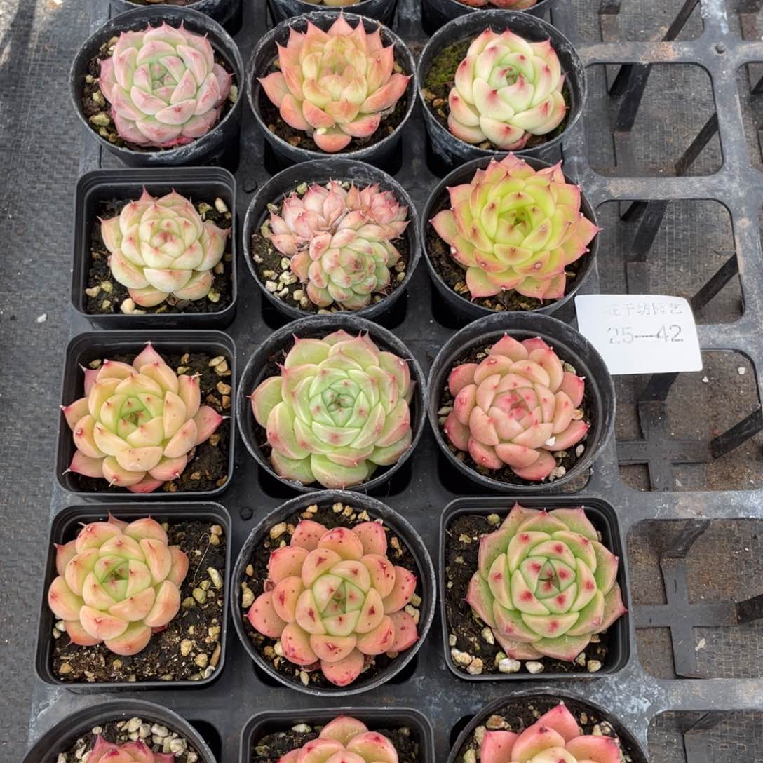 一物一拍18颗25-42