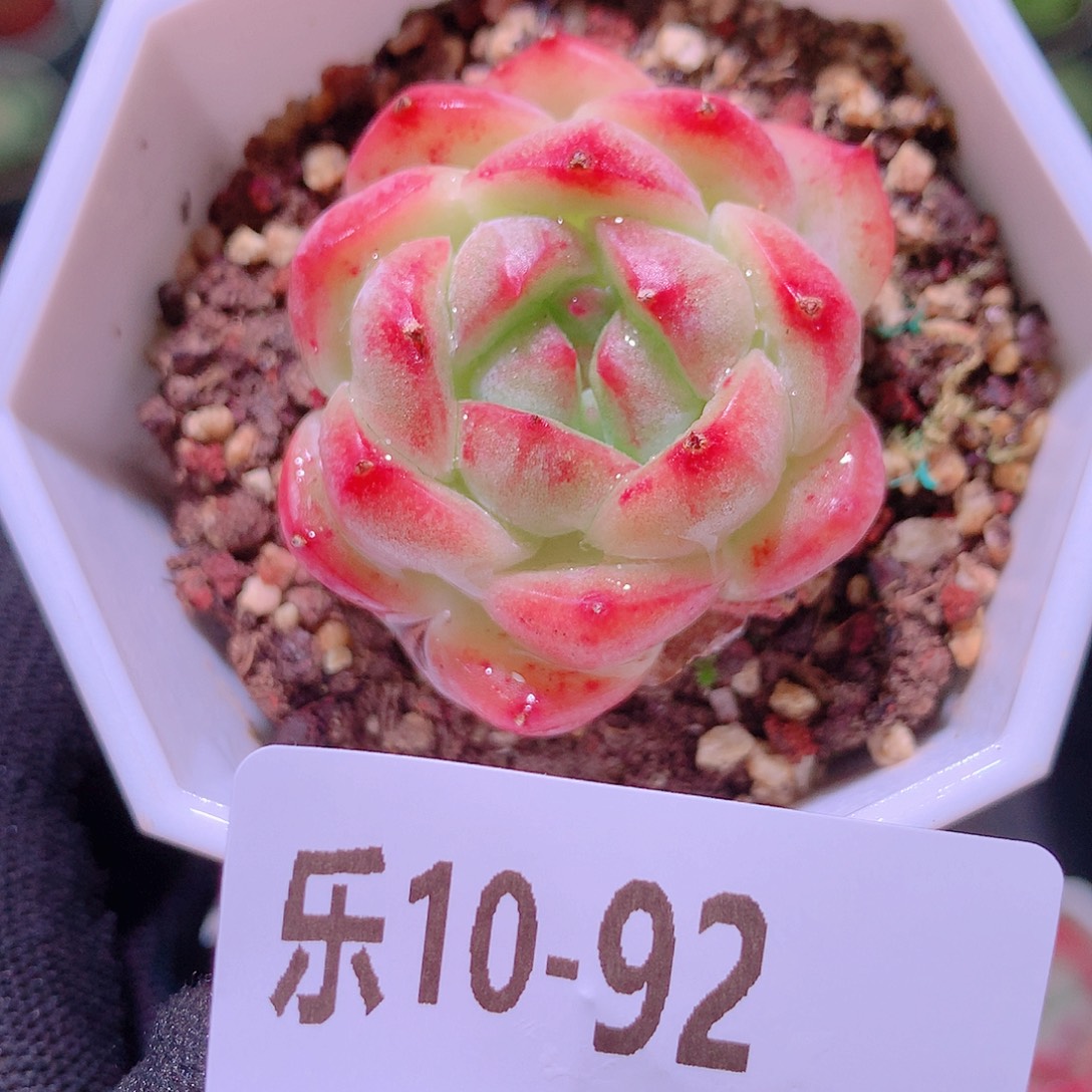 乐然10-92 精选糖心 