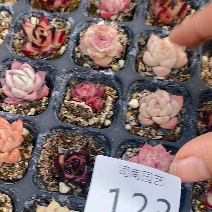123 多肉植物盆栽花卉植物