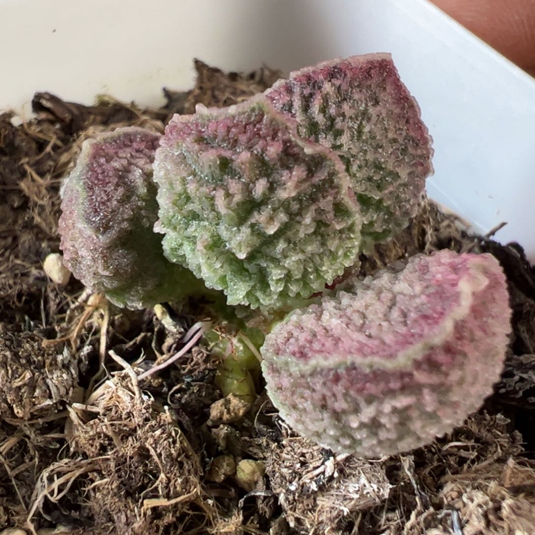 全身刺款新品多肉植物水泡