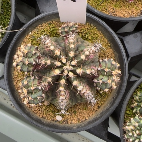 178-0223美人鱼脱土发多肉