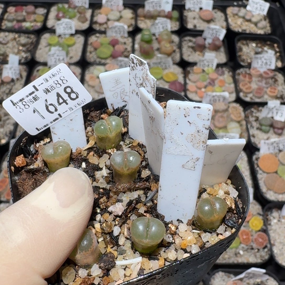 j***aZzz生石花肉锥1648