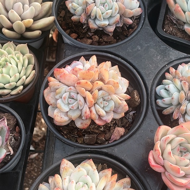 韩橙19.9一盆8888888