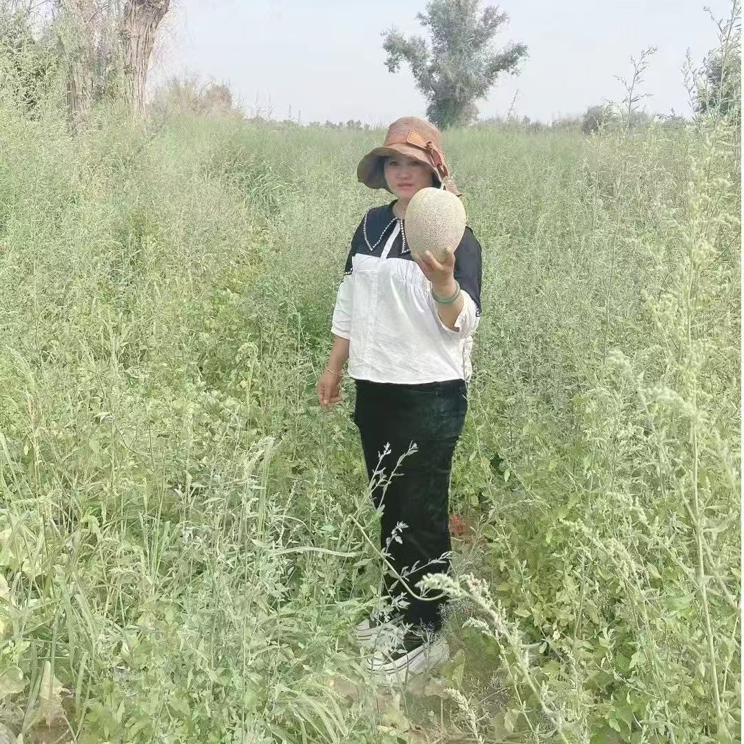 疆果美农新哈密瓜河南省以外可拍