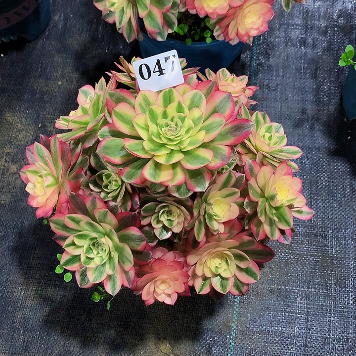 为***法师倾城04700000