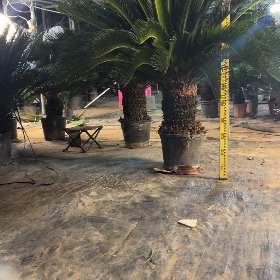 大部分花苞少量开放