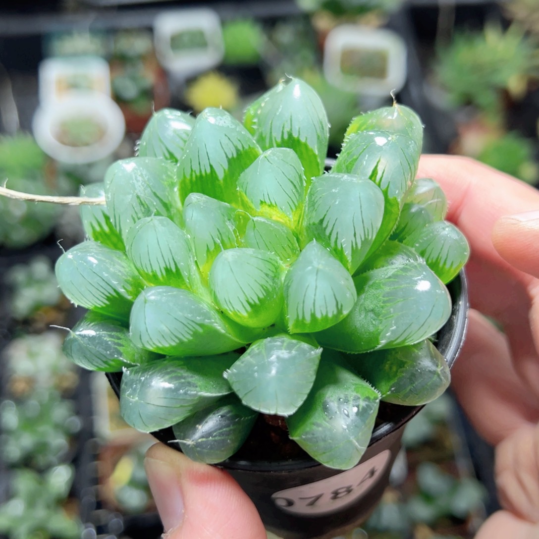 易***人0784多肉植物一颗