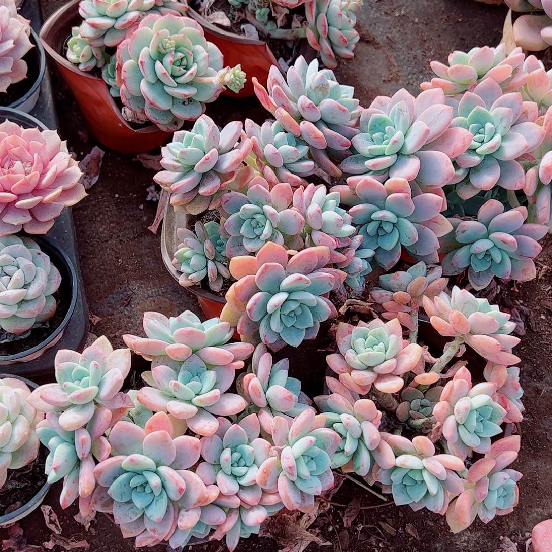 克洛伊多头造型精品特价二盆