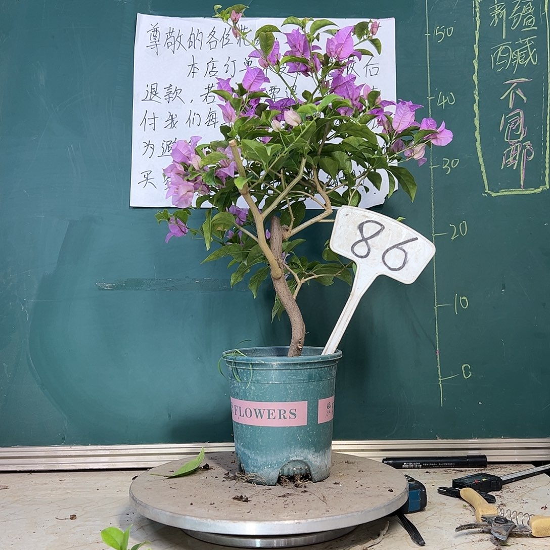 当前无花栽培后可以开花巴西紫 弯杆 86