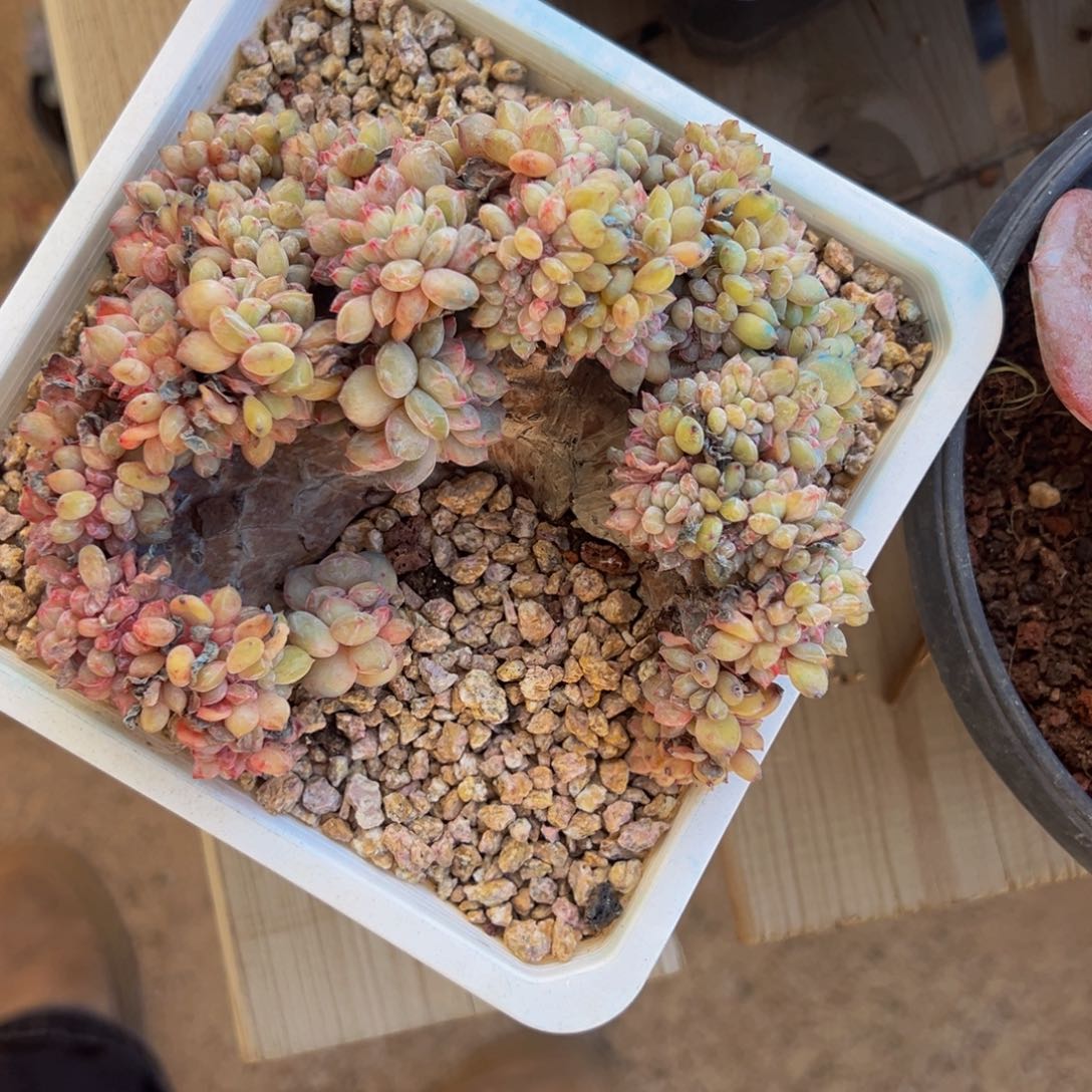 新年快乐 新年快乐