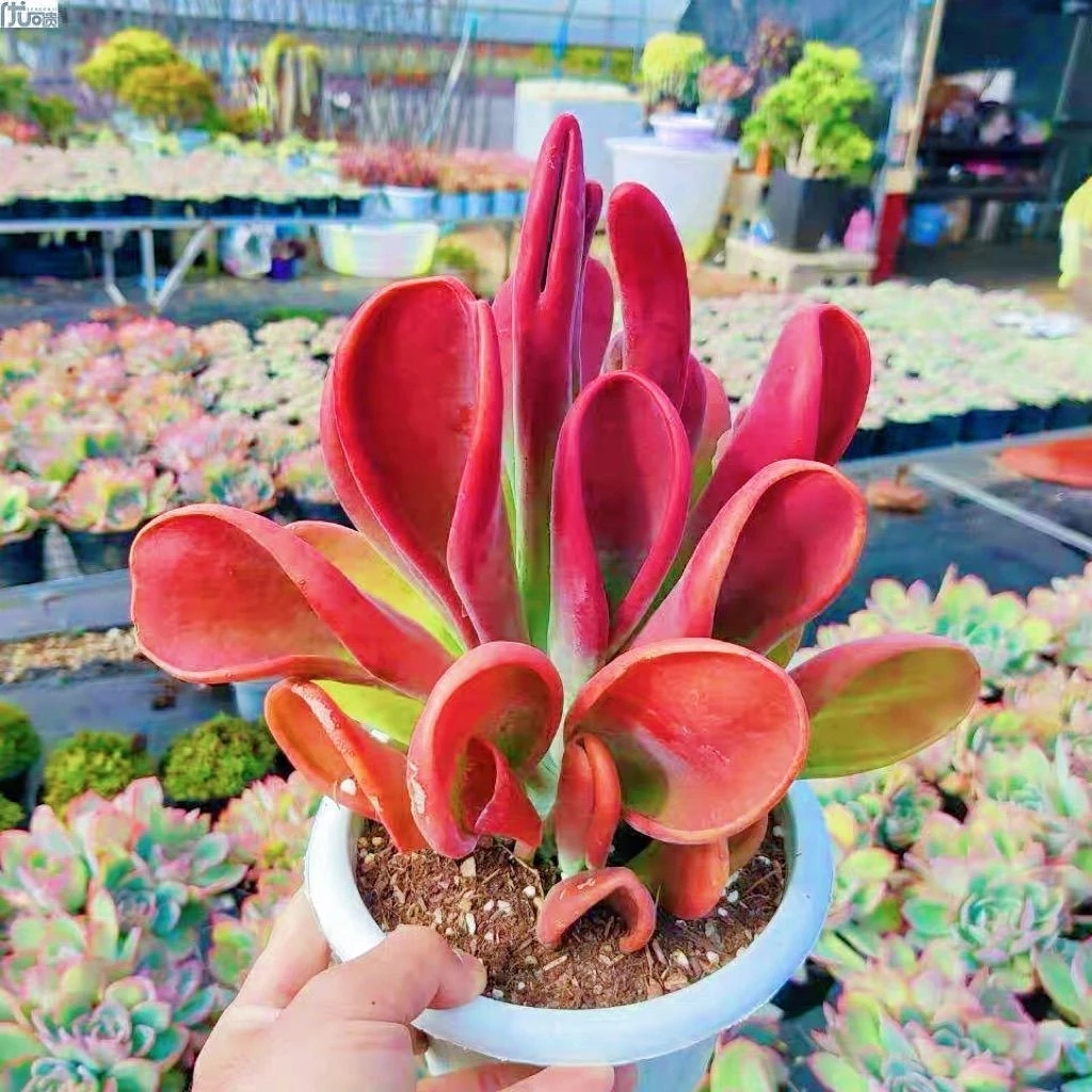 火狐狸多肉植物 满15包邮 好养易活适合办公室阳台美观净化空气