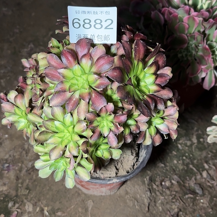 6882韶华多肉植物
