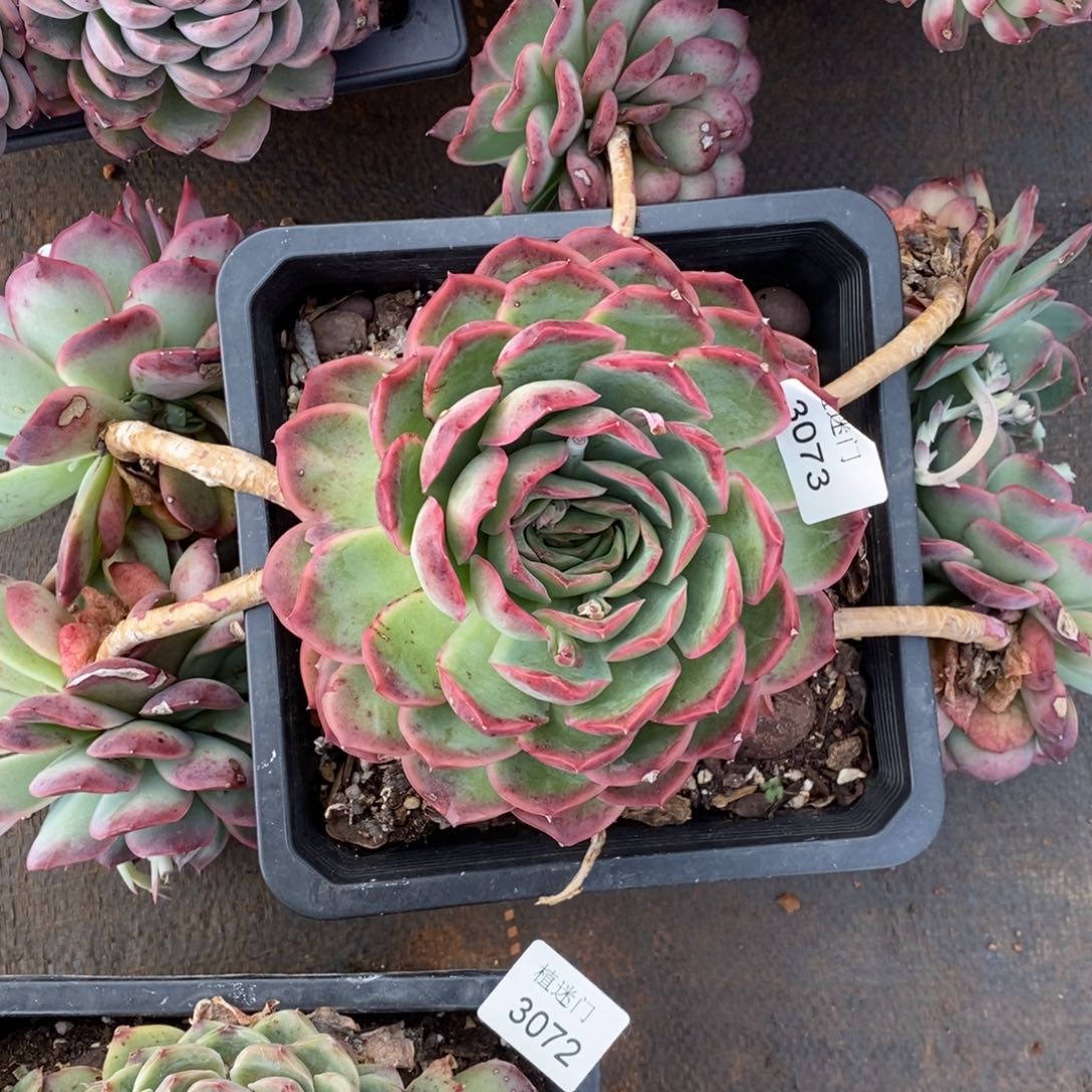 -****_不包售后~3073