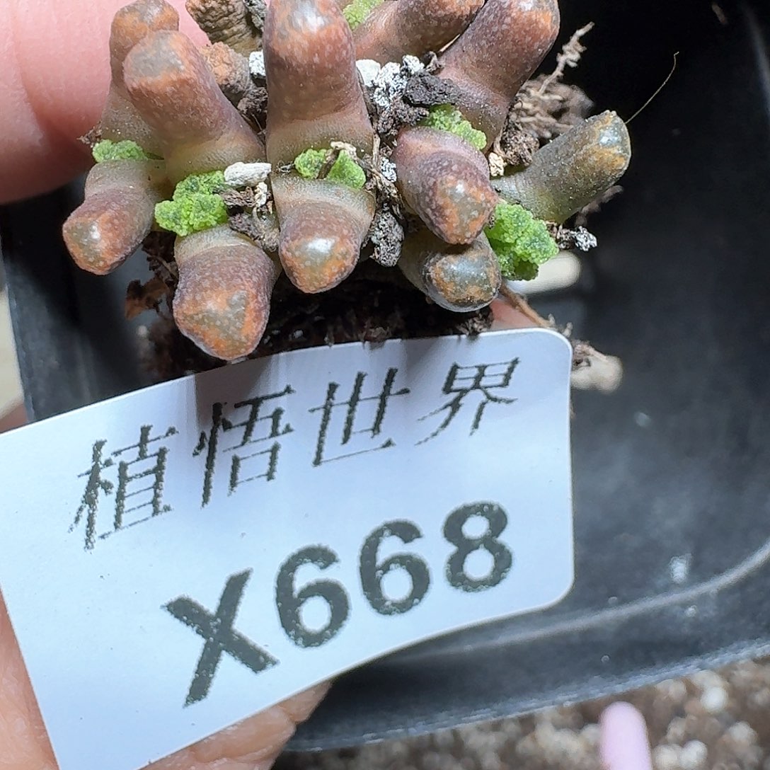 668盒多肉植物哇f g