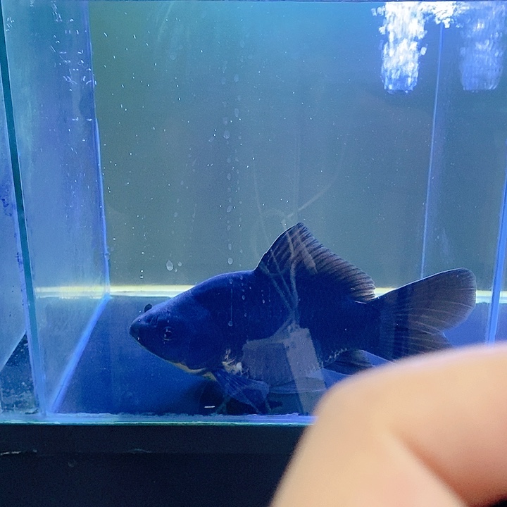 江***涛海水鱼墨蝶蝴蝶鲤1