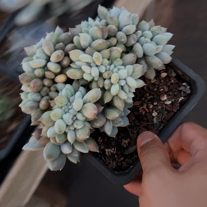 胖美人多头缀化多肉