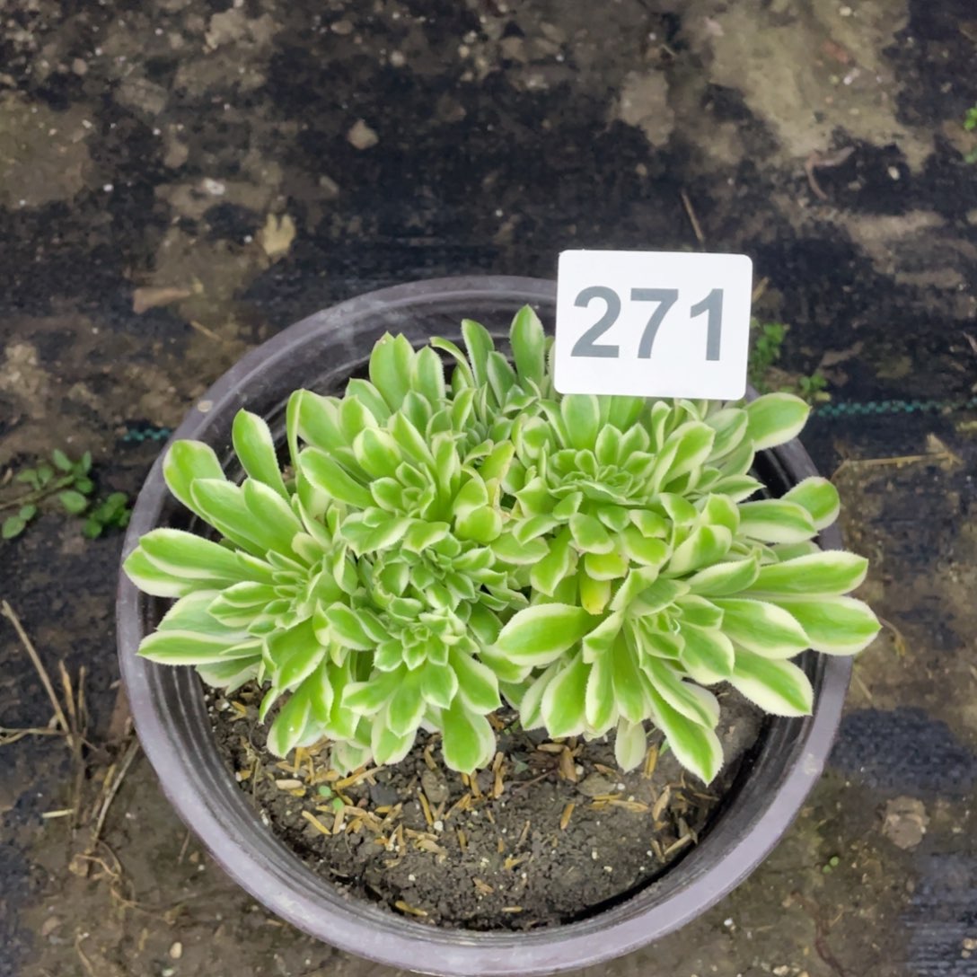 271号不知道名字税话还