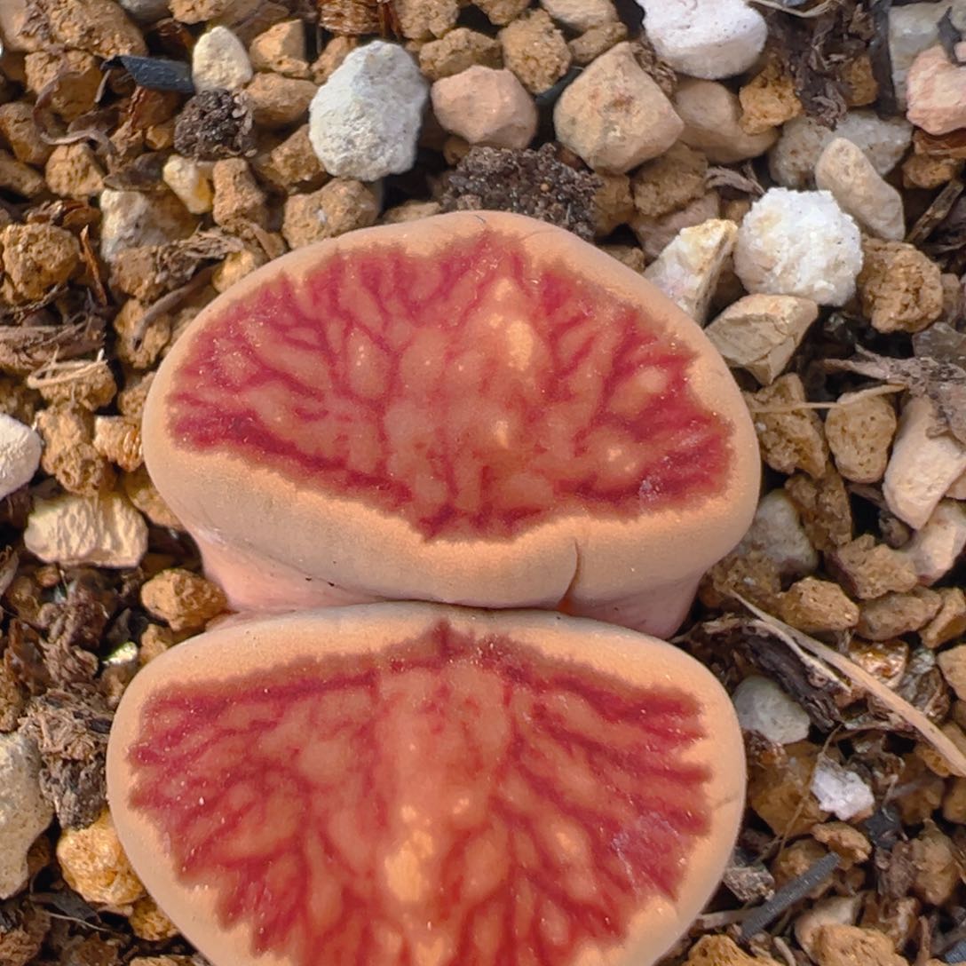 52多肉植物百科知识