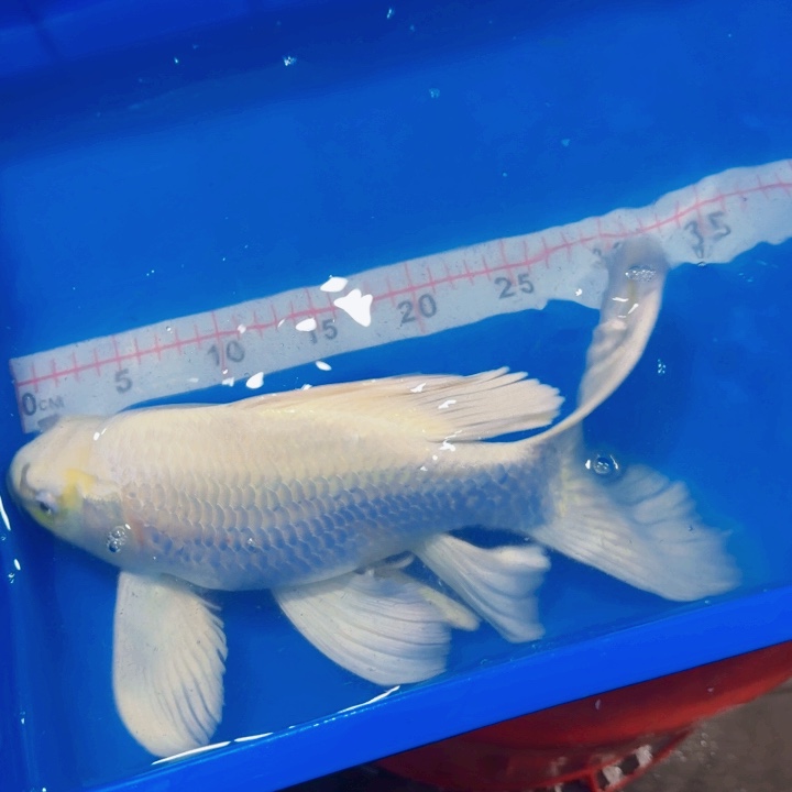 铭***嗗海水鱼蝴蝶鲤包邮黑墨蝶