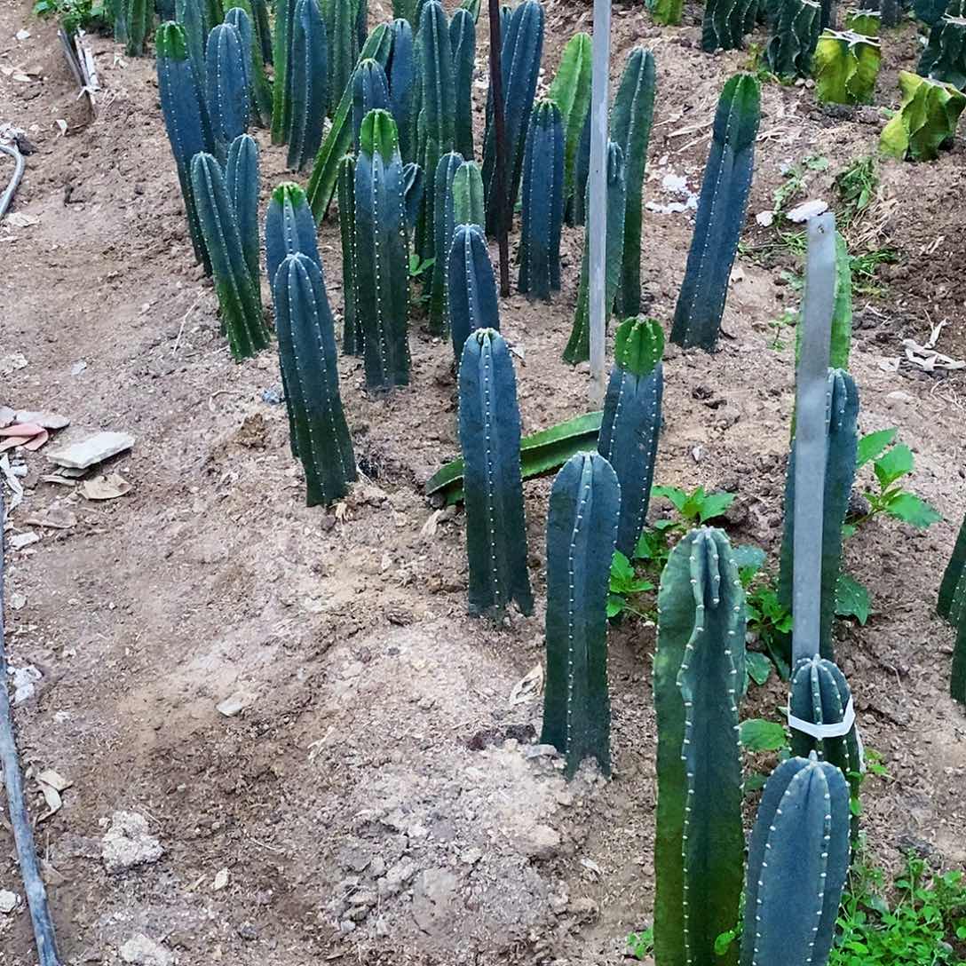 天**好量天尺两颗有根1米