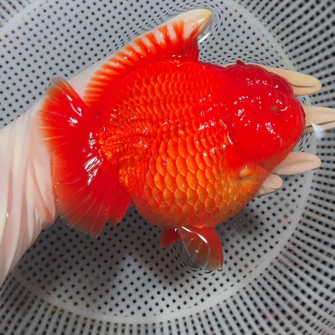 金鱼精品高货短尾将军狮子