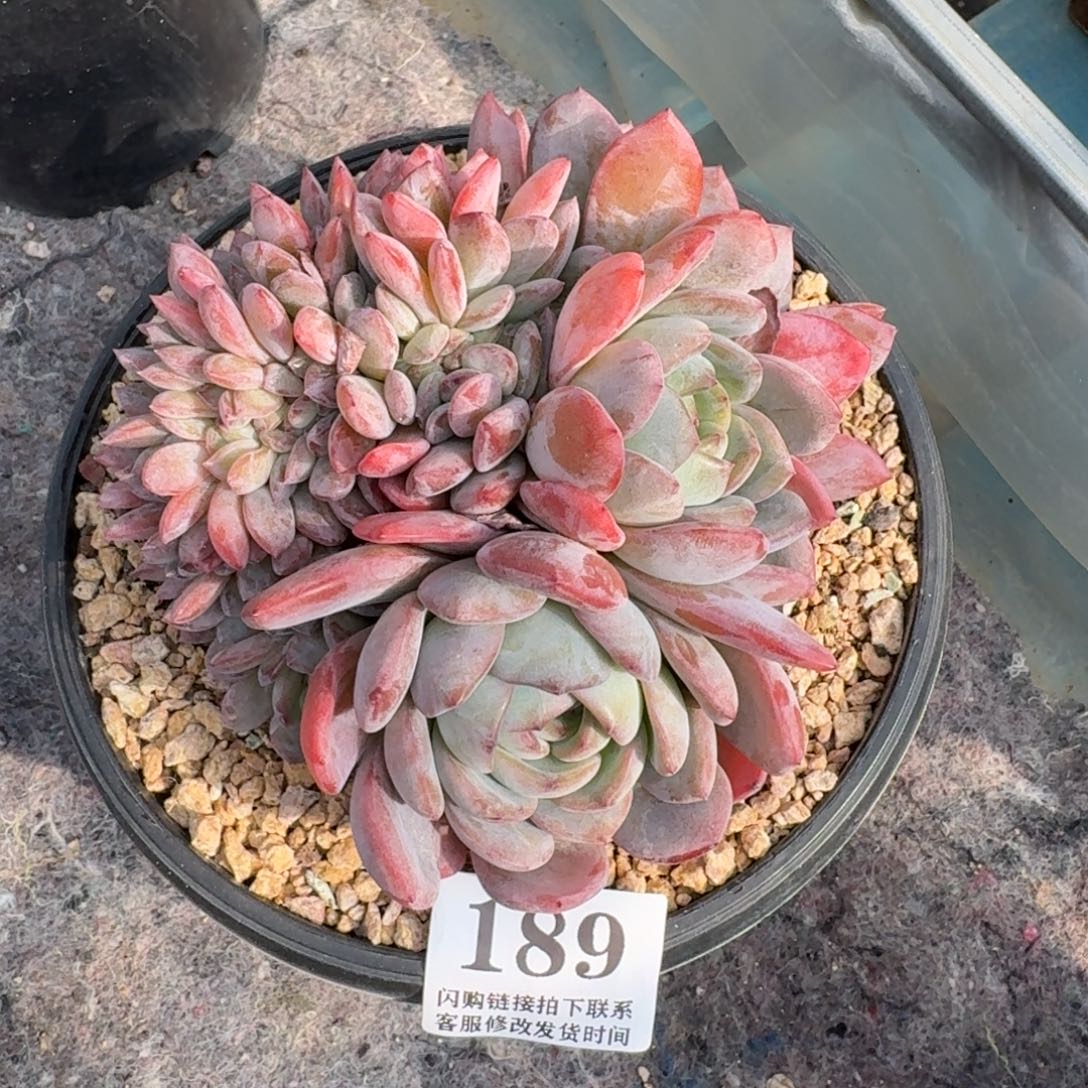 189全明星缀化13cm左右无砍