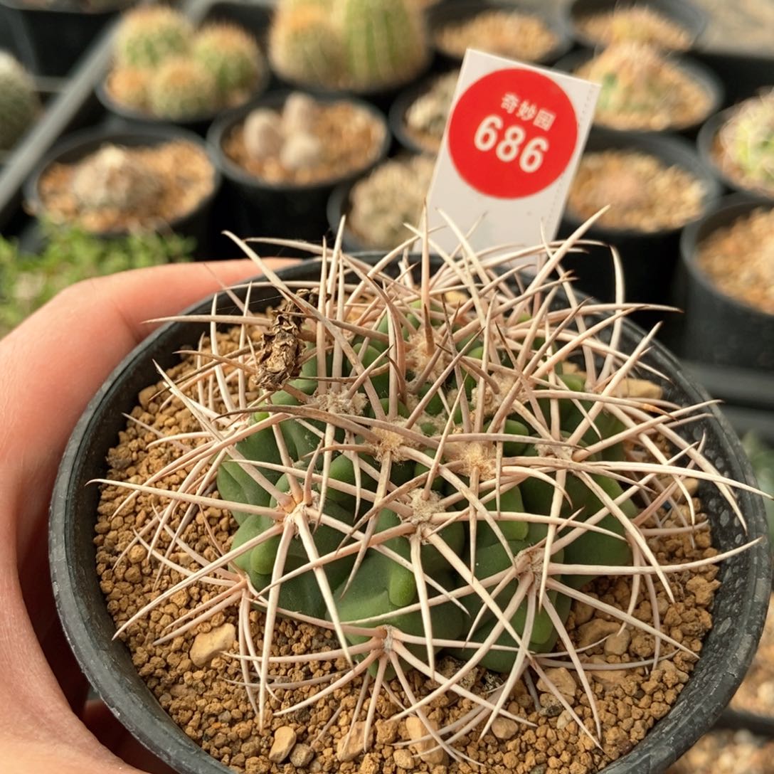 密刺碧岩玉一颗6cm